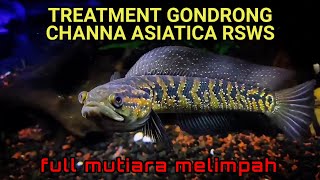 TREATMENT GONDRONG CHANNA ASIATICA RSWS  PROGRES MENTAL GALAK DAN WARNA CHANNA ASIATICA RSWS [upl. by Maag]