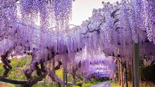 1200 yearold Wisteria The Graceful Rain and the Blooming Wisteria Flowers 4K video 8k video [upl. by Elle]