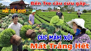 Chấn độngquot làng hoa tết Bến Tre 2025quot hàng trăm ngàn chậu Cúc Mâm Xôi bỏ hếtquot dân khổ cầu cứu [upl. by Anivla578]