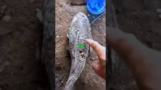 Dead fish comes back to life🙀 shorts facts amazingfacts viralshorts viral [upl. by Fenner]