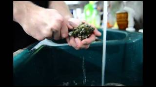 How to clean shuck and eat raw oysters Topsail island Stump Sound [upl. by Weisburgh]