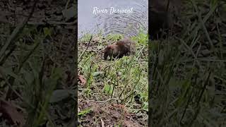 water Rat 🐀  River Derwent [upl. by Marciano743]