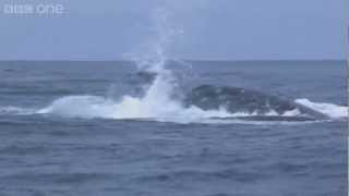 Humpback whales attempt to stop killer whale attack  Planet Earth Live  BBC One [upl. by Tillie]