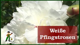 Weiße Pfingstrose im Garten [upl. by Attennaj]