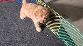 F1B Goldendoodle Puppy Sandy SD 480p [upl. by Amik]