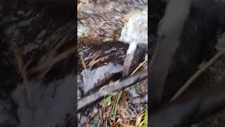 Beaver Trapping Northern Michigan trapper trapping [upl. by Revned]