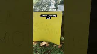 Selling lemonade at Oxley dog park [upl. by Petracca]