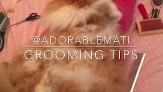 Persian cat grooming tips knots with adorable Mati [upl. by Ahsiekan558]