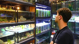 The Ultimate Nano Fish Collection  In Depth Tour [upl. by Gerrald762]