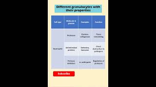 Immunological essentials granulocytes with their functions shorts shortsvideo lifescience [upl. by Asylla274]