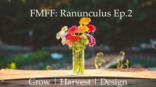 Five Minute Flower Friday  Ranunculus  Ep2  Almost Everything to Know to Grow Harvest amp Design [upl. by Idzik]