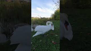 Swan Family in Barton Seagrave Kettering birds nature wildlife swans cygnets [upl. by Adnilreb]