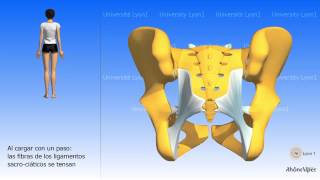 Artrología de la pelvis la articulación sacro ilíaca [upl. by Amann932]