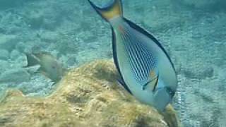 Snorkeling in Hurgahda Arabia Azur Riff [upl. by Horst353]