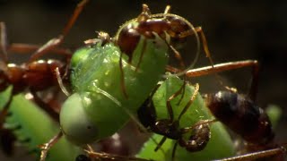 Praying Mantis Decapitated by Ant Swarm  Superswarm  BBC Earth [upl. by Cecelia]