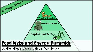 Food Webs and Energy Pyramids Bedrocks of Biodiversity [upl. by Delmor]