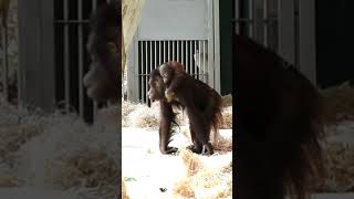 Surya and Nilah Orangutans Reappear After Long Absenceshortsfunnyvideoorangutansfunnyanimalszoo [upl. by Walter]