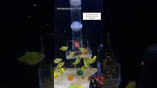 Feeding Fish 🤯♥️aquarium guppyfishtank guppybreeding fishtank guppyfishtanksetup fish guppy [upl. by Oinotla982]