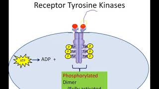 Receptor Tyrosine Kinases Newer Version [upl. by Shiekh]