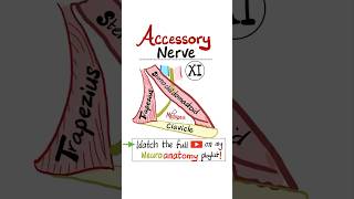 Accessory Nerve  11th Cranial Nerve  CN XI  Neuroanatomy…anatomy science biology mbbs nurse [upl. by Anele]