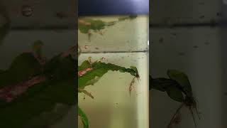 Praecox fry aquarium freshwateraquarium tropicalfish fishkeeping fish aquascaping nature [upl. by Yebba428]