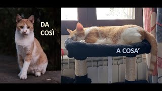 Adottare un gatto randagio conquistare la sua fiducia e possibile [upl. by Tebazile]