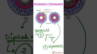 Diploblastic vs Triploblastic [upl. by Witha]