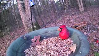 Northern Cardinal at the bird feeder [upl. by Zia131]