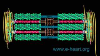 Cardiac sarcomere 3D [upl. by Noe]