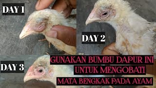 BAWANG PUTIH SEJUTA MANFAAT  MENGOBATI MATA BENGKAK PADA AYAM [upl. by Zitella]