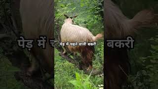 Chal Jakh Phoolu Ma Kanda Na Hola  Old Garhwali Song by Narendra Singh Negi Ji [upl. by Alvina]