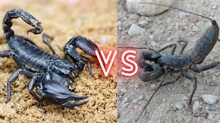 Scorpion VS Vinegaroon Who Will Win The Fight [upl. by Kong]