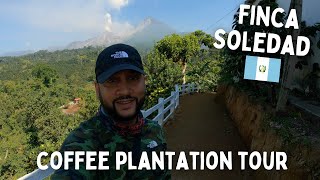 Finca Soledad Coffee Plantation close to Volcán Santiaguito  Guatemala 🇬🇹 [upl. by Narcho836]