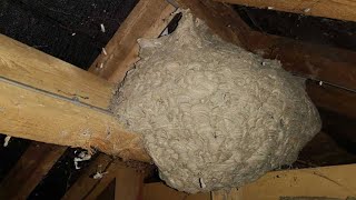 Man Thought He Found A Wasps’ Nest – But No One Expected This Outcome [upl. by Schacker]