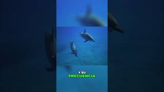 Animales Marinos que pueden Respirar Fuera del MAR😱🌊 9 [upl. by Ahsirek652]