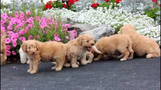 Mini Labradoodle Puppies for Sale [upl. by Norvell112]