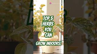 quotTop 5 herbs You Can Easily Grow Indoors quot kitchengarden plantcare indoorplants [upl. by Martinic]