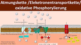 Atmungskette  Oxidative Phosphorylierung  Chemiosmose  Zellatmung 56  Biologie Oberstufe [upl. by Ley]