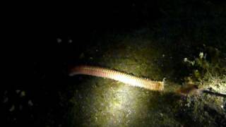 Play with Bobbit Worm 3 海怪 in Lembah [upl. by Fesoj]