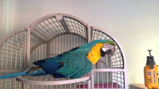 Funny Talking macaw parrot [upl. by Aernda]