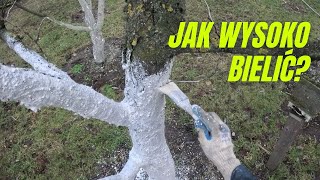 Jak wysoko bielić drzewa owocowe [upl. by Nirrat27]