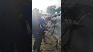 🥰 அழகான கன்று விற்பனை tn24sakthivlogs cattleprice jallikattu [upl. by Peyter]