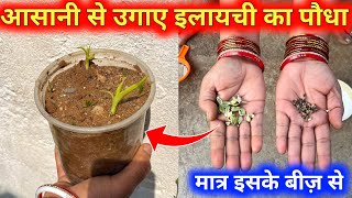 इलायची का पौधा घर पे कैसे उगाए उसके बीज़ के मदद से  How to Grow Cardamon at Home From Seed [upl. by Nodal]