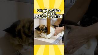 ネコさんの動画見て笑ったら寝ろwwwwww [upl. by Colombi]