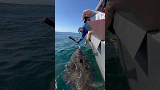 Big halibut coming on board halibut bigfish alaskafishing fishingvideo outdoorsman [upl. by Cthrine]