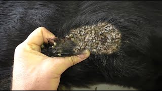 Help Dog Remove maggot from dog skin Ep34 [upl. by Rovit]