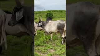 a big cow mating  indian cow mating  shorts cowes fyp [upl. by Iggam]