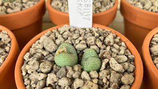 Conophytum collection 12312023 [upl. by Nylirak674]