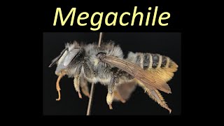 Megachile Megachile Megachilidae [upl. by Eneleahcim]