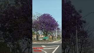 Jacarandás florindo na Rodovia Raposo Tavares em Ourinhos SP [upl. by Nalim743]